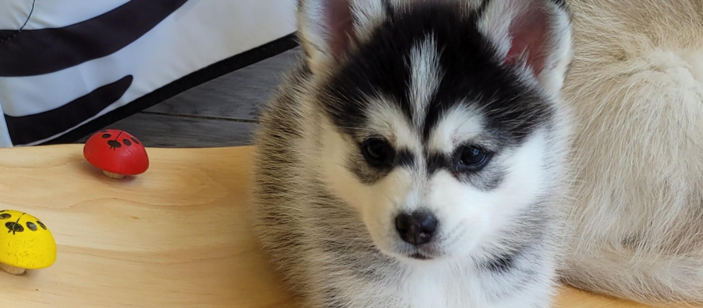 Photo d'un bébé pomsky mix entre un spitz nain et un husky